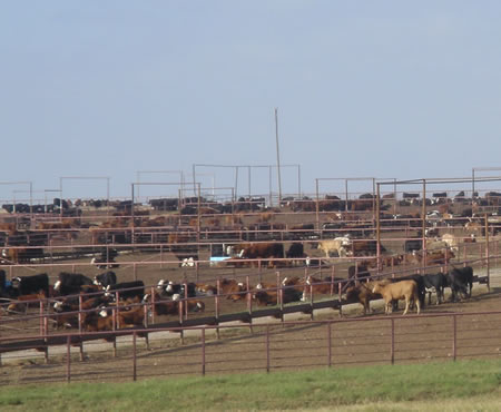 Feed Lot Cattle
